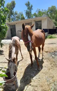 مادیان با کره دوساله