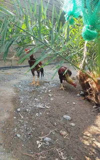 خروس