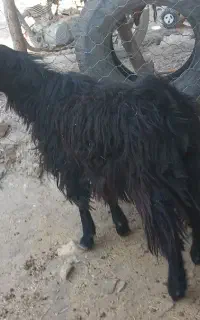 بزغاله نر