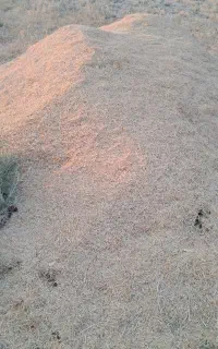 فروش کاه کاکی
