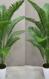 درختچه کنار سالنی