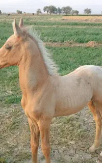 کره اسب نریون عرب دمگیر