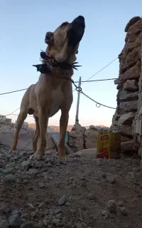 سگ نژاد دار