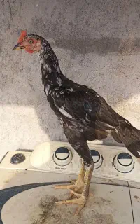 جوجه نسل عالی
