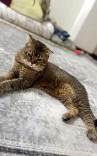 گربه اسکاتیش