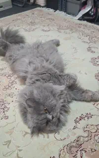 گربه پرشین اصیل بلو