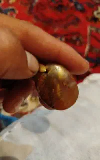 شجر سلیمانی