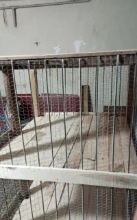 جفتگاه کفتر