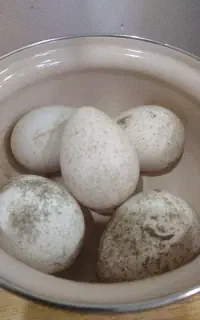 تخم بوقلمون خوراکی  خواص...