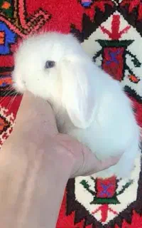 خرگوش لوپ اصلی