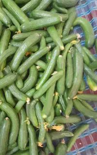 خیار شور درجه یک تازه چیده الیور قیمت ۹۰