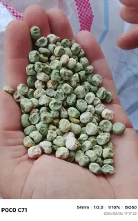 بذر نخود فرنگی