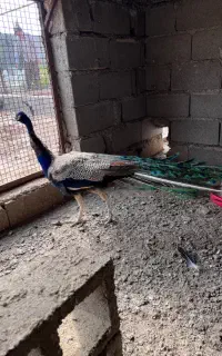 طاووس نر