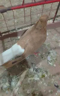سرخ با ساده هفرنگ نر
