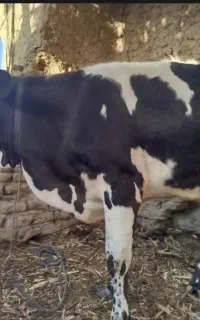 گاو فروشی