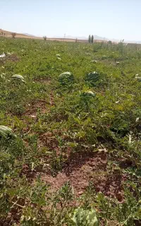 هندوانه درجه یک