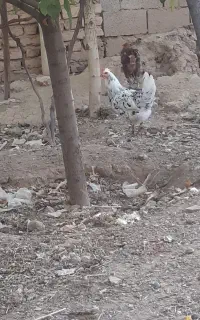 مرغ گلین،مرغ لاری
