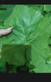 برگ مو تازه و نازک