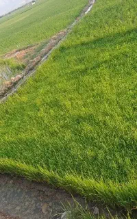 تخم برنج نشا برنج