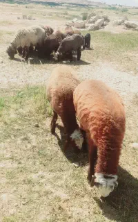 میش