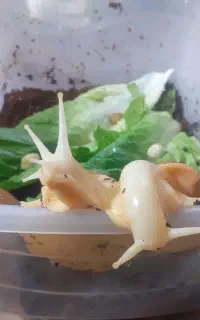 حلزون آچاتینا مولد و خاویار حلزون