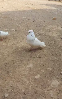 کبوتر