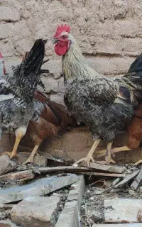سه عدد خروس جوان