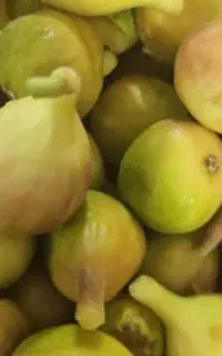 انجیر کوهی داروی زخم معده