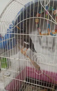 مرغ مینا سخنگو