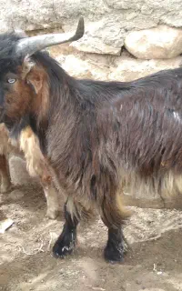 فروش کهره و بره چاق