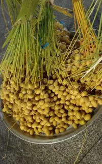 خارک برحی