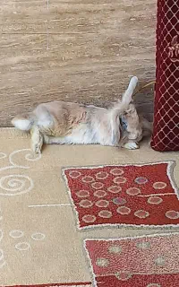 خرگوش ماده بالغ