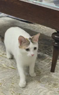 واگذاری گربه ماده