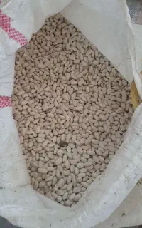 لوبیا سفید بذری