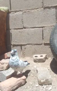 کبوتر پاکستان