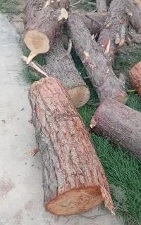خریدانواع چوب باغی