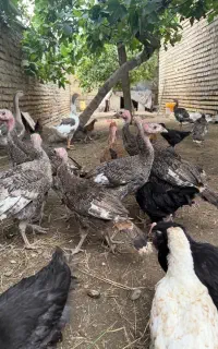 جوجه مرغ محلی. مرندی . گلین گردن لخت. بوقلمون.