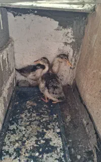 دو عدد اردک سالم وسرحال