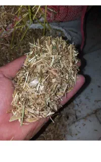 کاه سیاه دانه