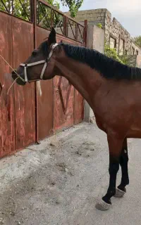 اسب