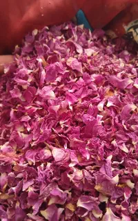 گل محمدی تازه