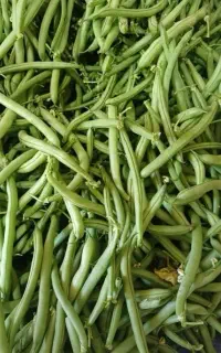 لوبیا سبز ارگانیک