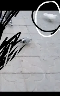 باخت دادم