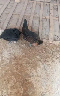مرغ جوان تخم گذار