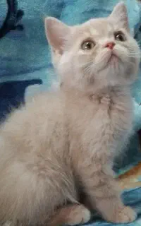 بچه گربه دوماهه