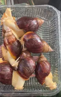 حلزون آچاتینا(آفریقایی) نژاد جید