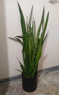 سانسوریا