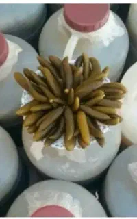 خیارشور تازه
