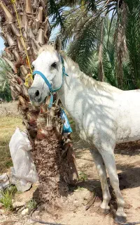 اسب سالم و سرحال