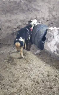 قوچ